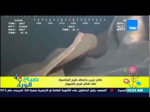 بالفيديو مشهد نادر لمخلوق غريب في أعماق خليج المكسيك