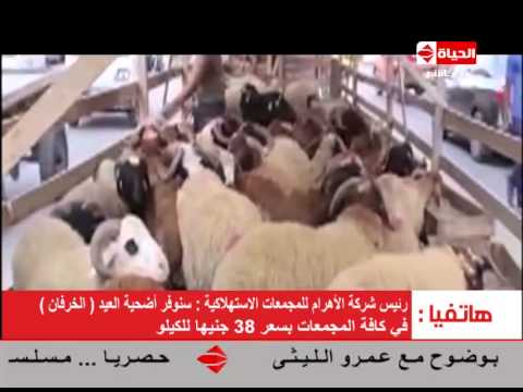 شاهد التموين تعرض خروف العيد بالتقسيط للمواطنين