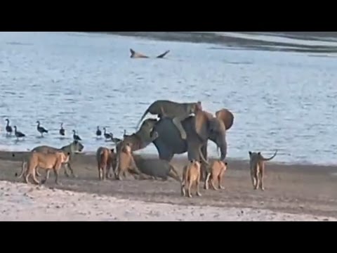 صغير الفيل يهزم 14 أسدًا في معركة مثيرة