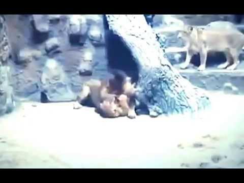 الفيديو أسد غيور يقتل لبؤة خانته