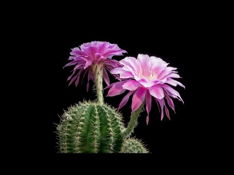 شاهد تفتح وذبول أزهار الصبار في يوم واحد