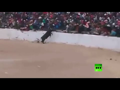 ثور هائج في حلبة المصارعة يتسبب في جرح أكثر من 20 شخصًا