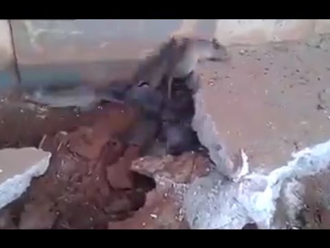 شاهد عامل يزيل أرضية منزل فيجد مستعمرة فئران تحتها