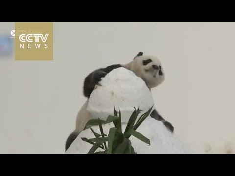 بالفيديو باندا تنجح في تكوين كرات من الثلج
