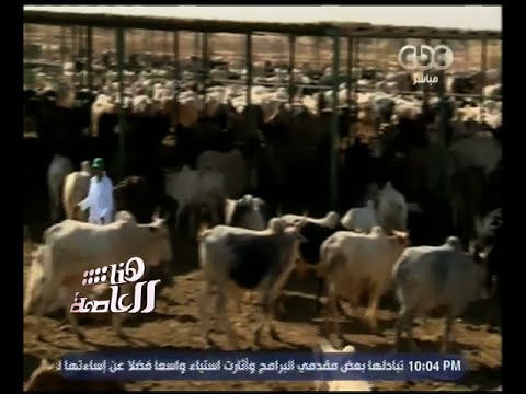 بالفيديو صفقة ماشية بأسعار مخفضة