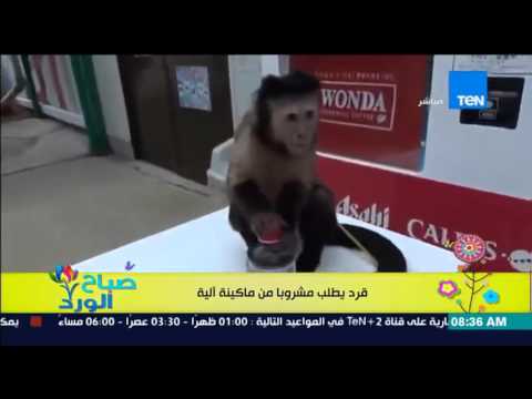 شاهد بالفيديو قرد يطلب مشروبًا من ماكينة آلية