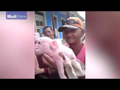 ولادة خنزير بوجه قرد في كوبا