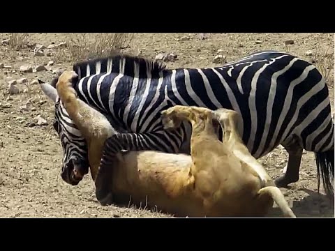 بالفيديو معركة وحشية بين الحيوانات تنتهي بمشهد غير متوقع