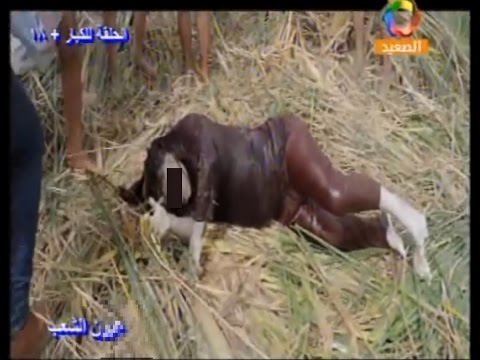 شاهد فتاة تحب شاب ثم تحمل منه