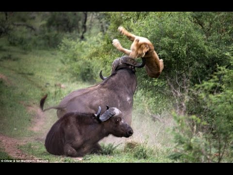 أقوى هجوم للحيوانات المفترسة