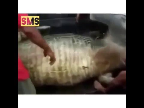 فتحوا بطن تمساح عملاق إبتلع رجل لن تتخيل ماذا وجدوا بداخله