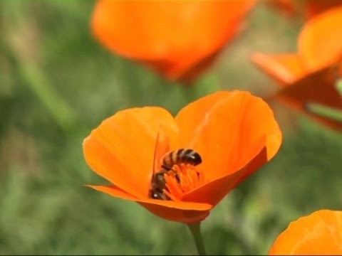 museum launches largest urban