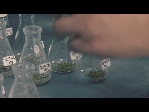 weed 3 the marijuana revolution