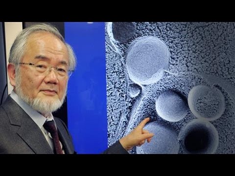 selfeating cell research wins nobel