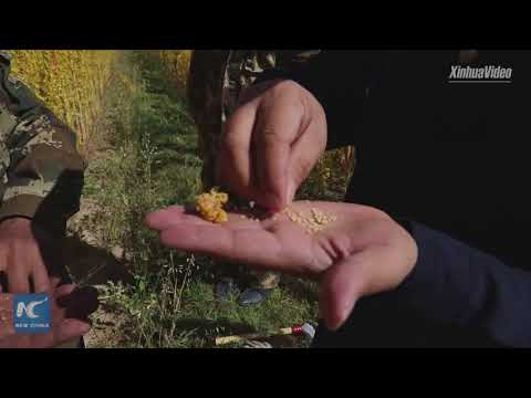 aerial footage shows stunning beauty of quinoa harvest