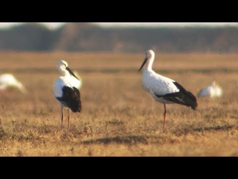 over 600 oriental white storks spotted