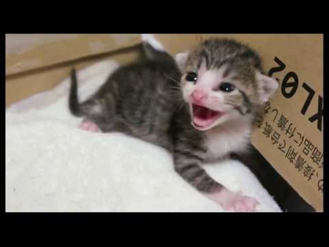 little kittens cute cat compilationmeowing