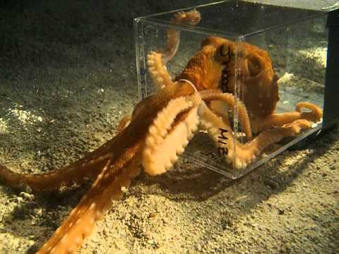 octopus escaping through a 1 inch