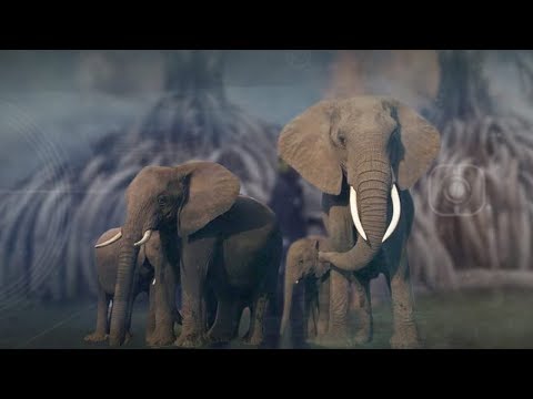 can china’s ban on ivory trade save elephants