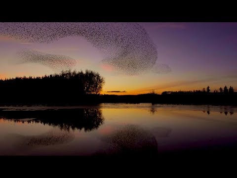 thousands of starlings swoop above cumbria