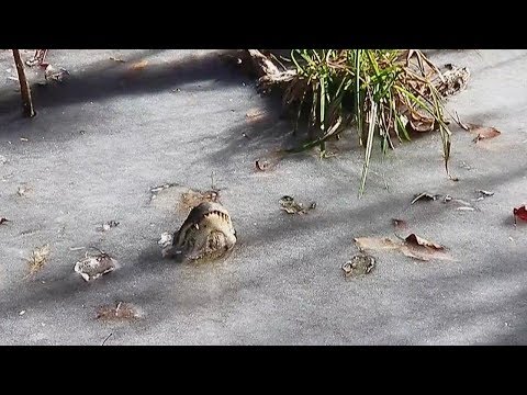 how did alligators survive