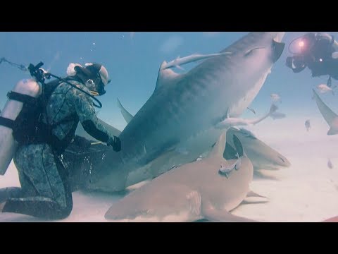 man feeds massive pregnant tiger shark
