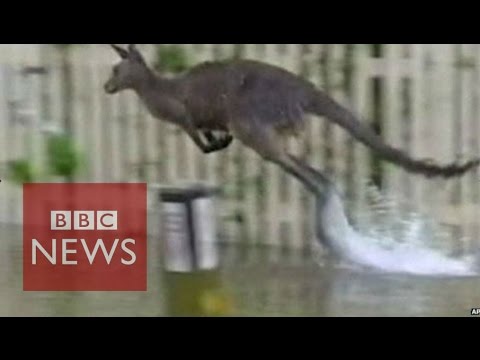 australia nsw floods force people and animals to flee
