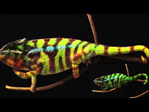chameleons colour magic revealed