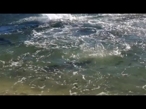 a shark feeding frenzy broke out near the shore of panama city beach