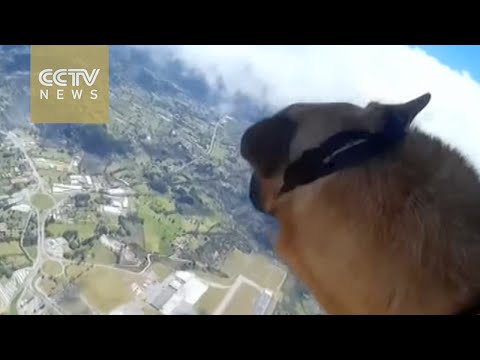 specialforces dogs are also paratroopers