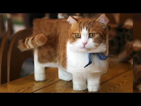cute and funny cat videos compilation 