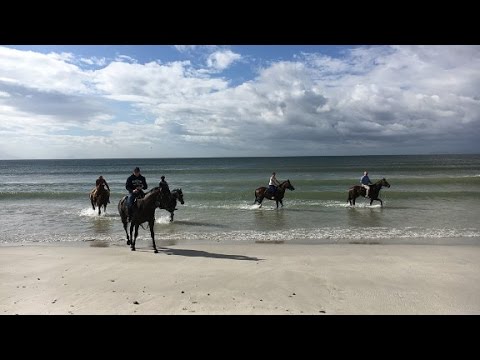 beach rides breed success