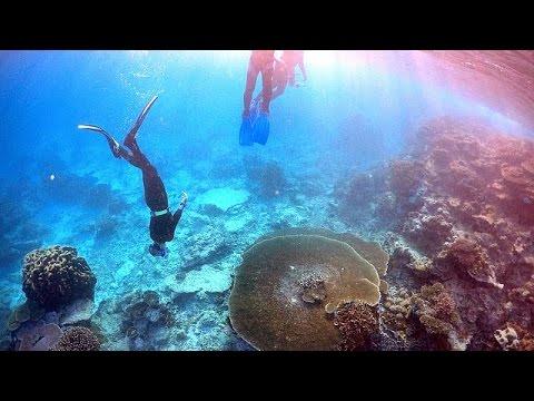 great barrier reef suffers worst coral bleaching on record
