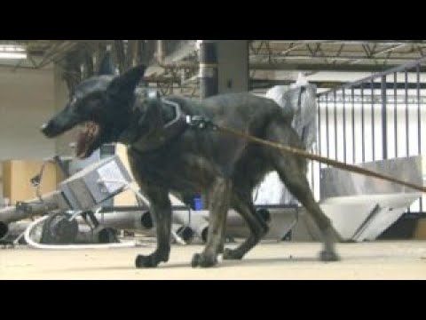 protecting k9 units from accidental