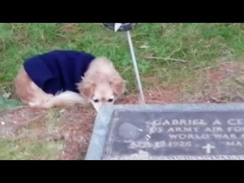 loyal dog refuses to leave owners grave