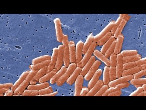 how do you prevent salmonella