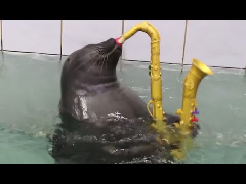 seals master sax playingpainting