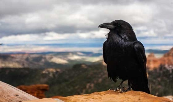   مصر اليوم - تفسير رؤيا الغراب في المنام للرجل والمرأة