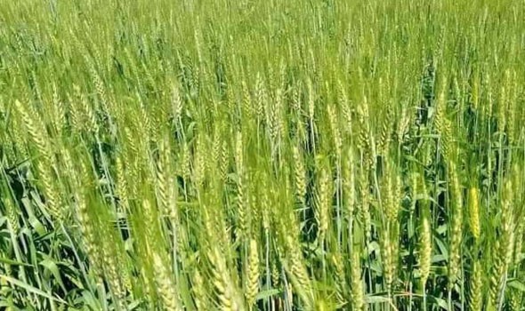   مصر اليوم - تفسير حلم الحصاد في المنام