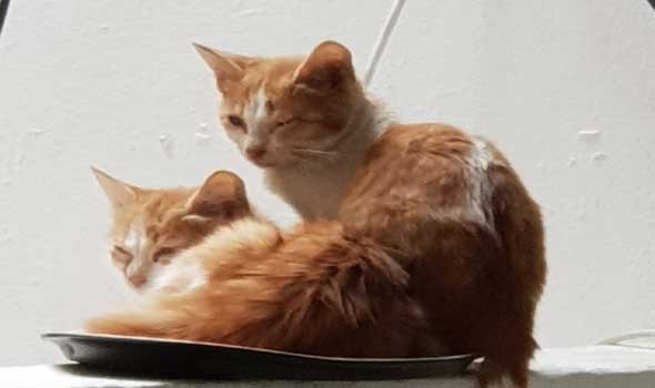   مصر اليوم - تفسير رؤيا القطط في المنام للرجل والمرأة