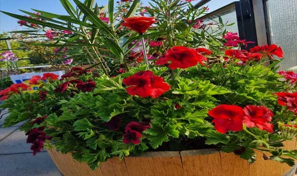   مصر اليوم - تفسير حلم تلقي باقة ورد في المنام