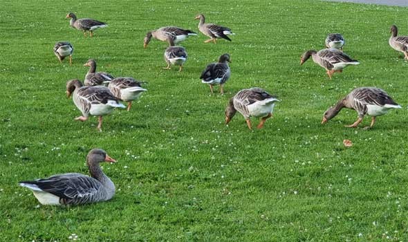   مصر اليوم - تفسير رؤيا البط في المنام للرجل والمرأة