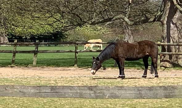   مصر اليوم - تفسير حلم رؤية الحصان