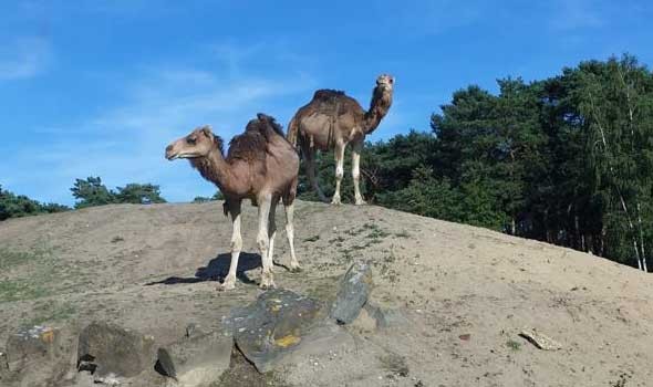   مصر اليوم - تفسير حلم رؤية الجمل
