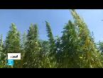شاهد مزارعو الحشيش اللبنانيون يأملون بتشريع زراعته