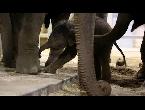 شاهد أنثى فيل تُساعد مولودها في أولى خطواته