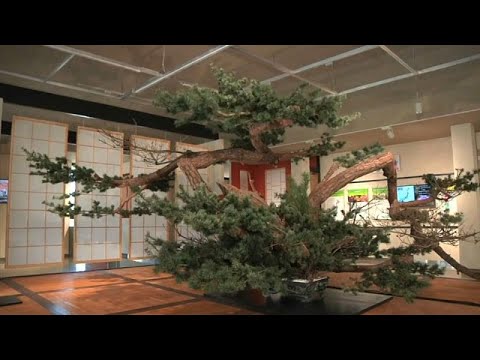 حدائق اليابان المسحورة في معرض بكين الدولي