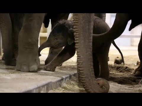 شاهد أنثى فيل تُساعد مولودها في أولى خطواته
